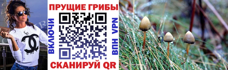 Псилоцибиновые грибы мицелий  мега вход  Северская  сколько стоит 